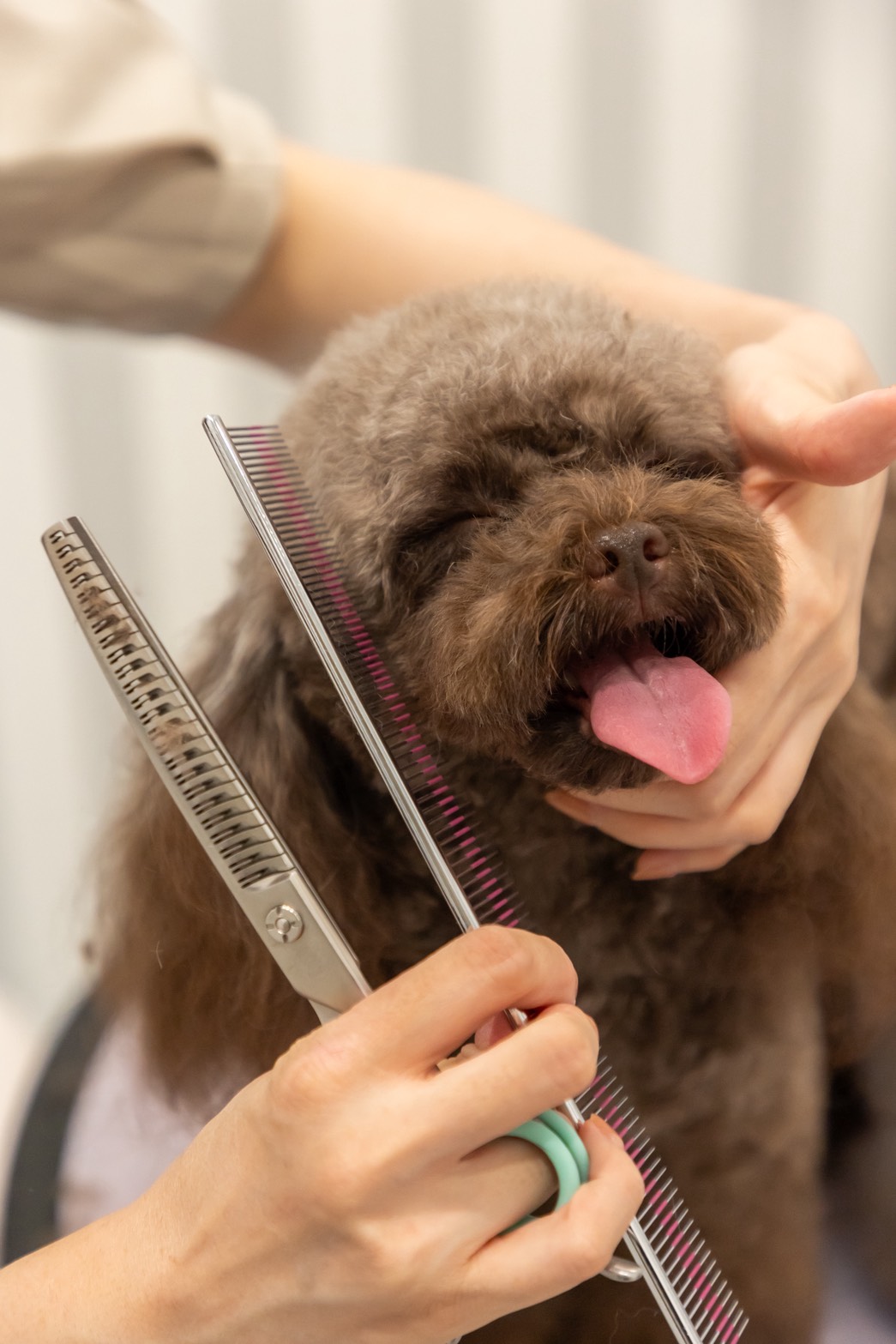 Dog & Cat Salon Douceでトリミングを受ける犬