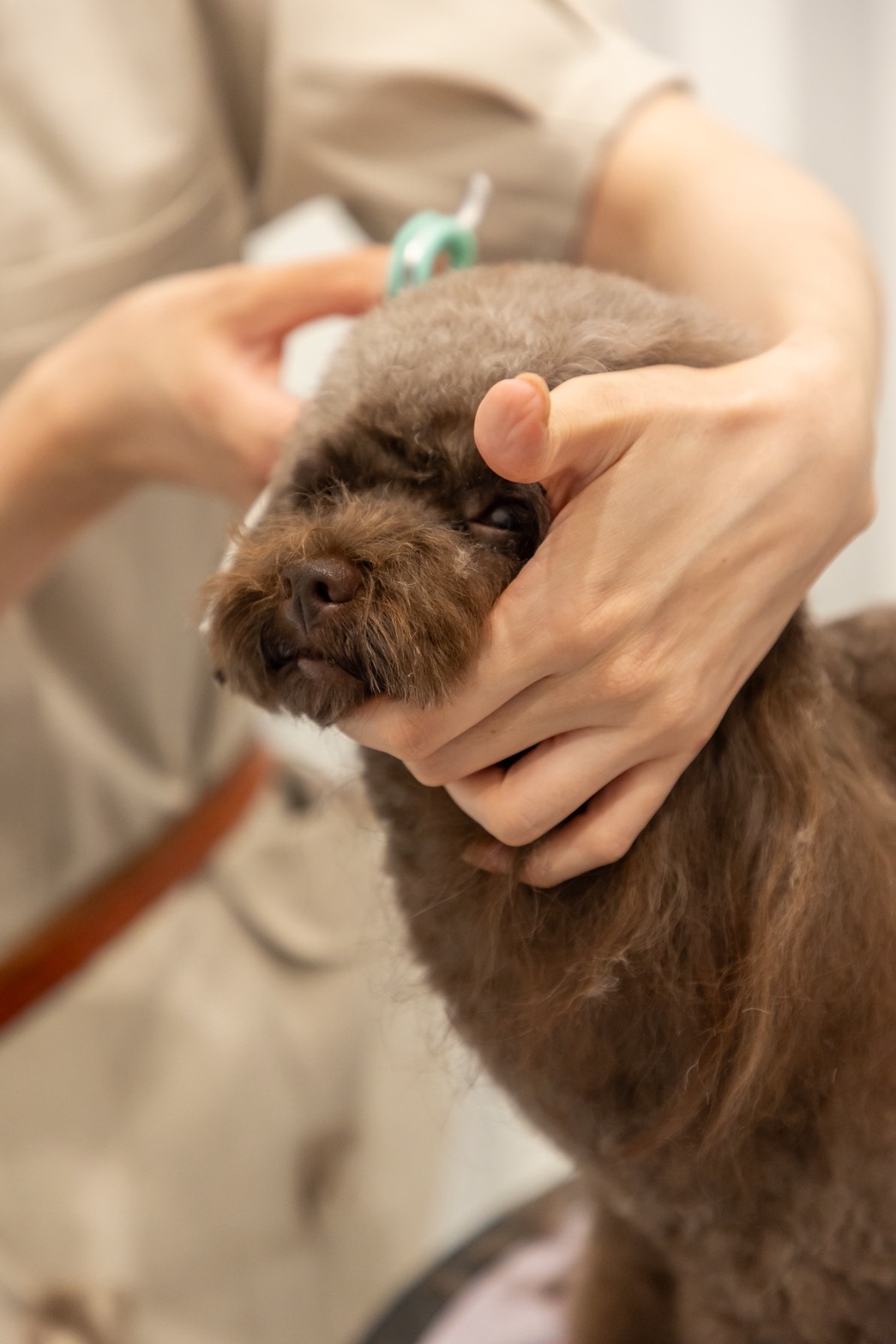 Dog & Cat Salon Douceでトリミングを受ける犬