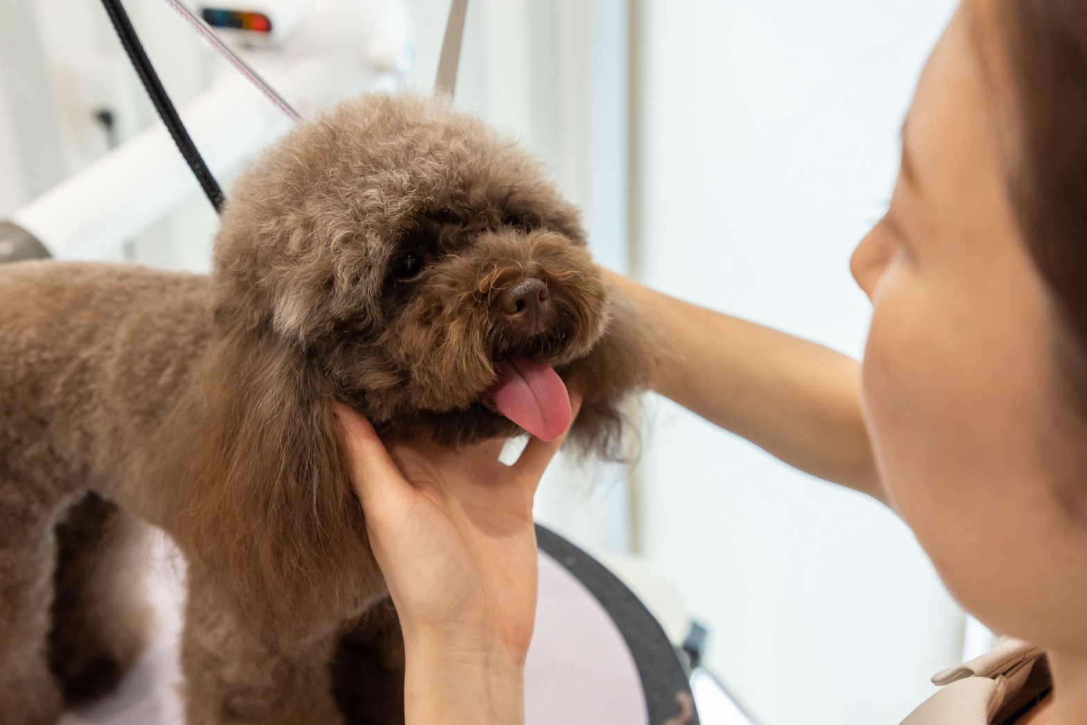 Dog & Cat Salon Douceでトリミングを受ける犬