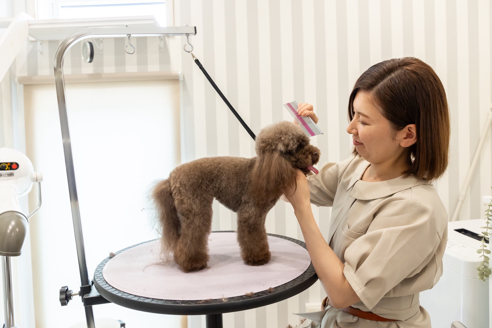 Dog & Cat Salon Douceでトリミングを受ける犬