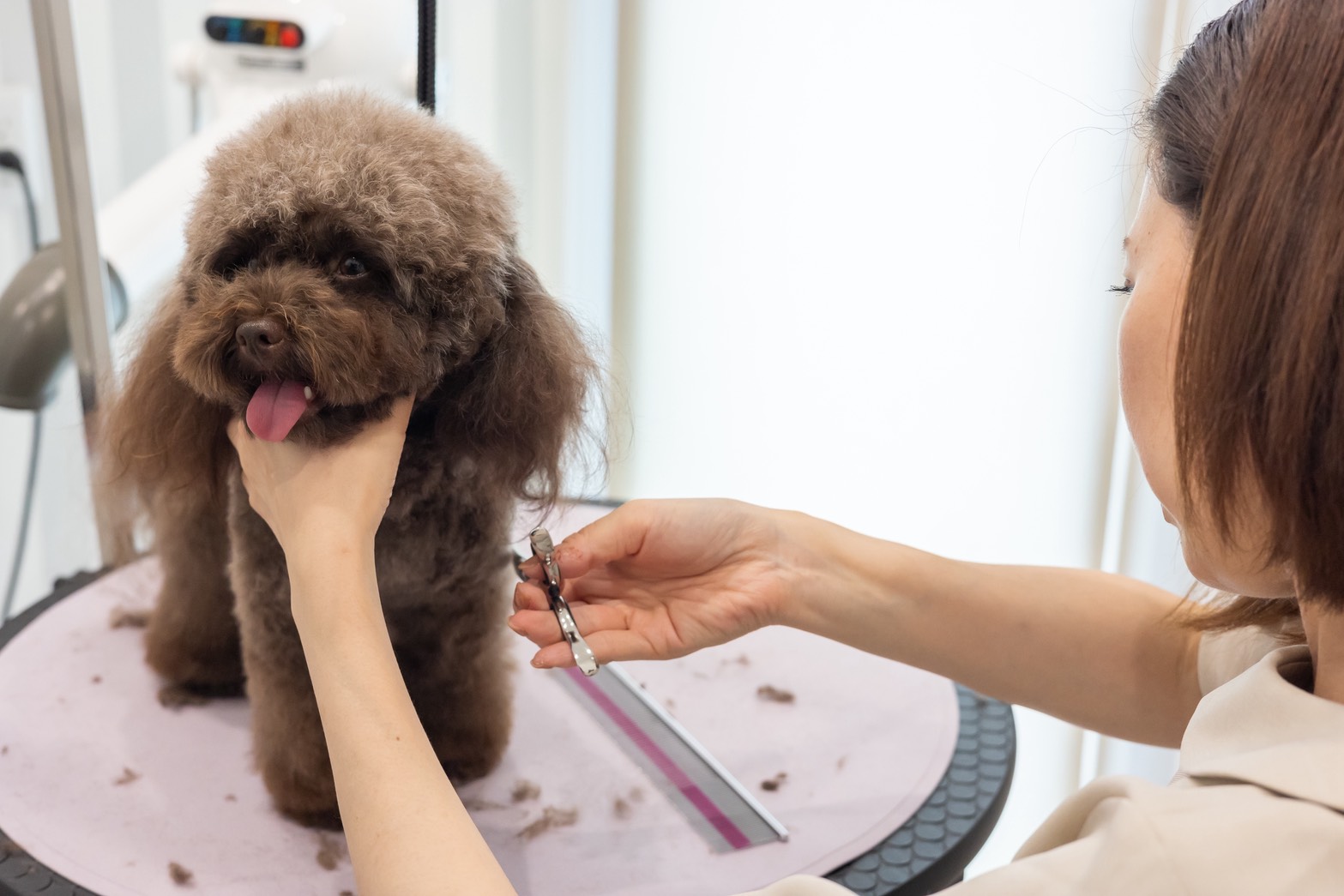 Dog & Cat Salon Douceでトリミングを受ける犬