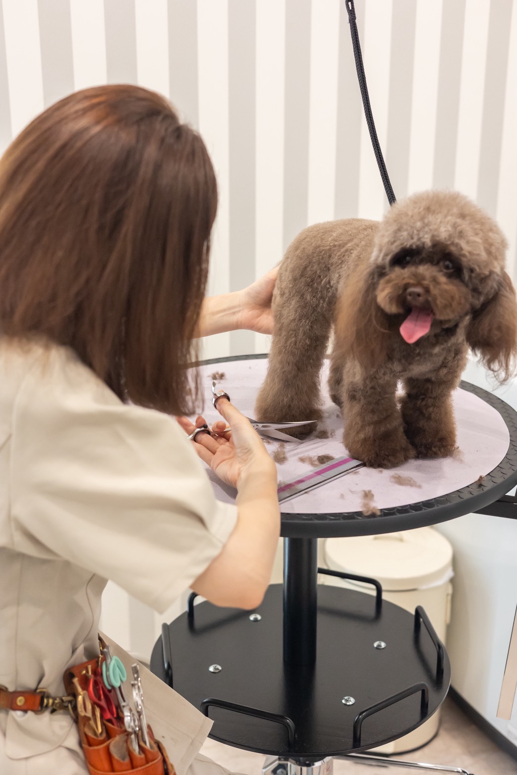Dog & Cat Salon Douceでトリミングを受ける犬
