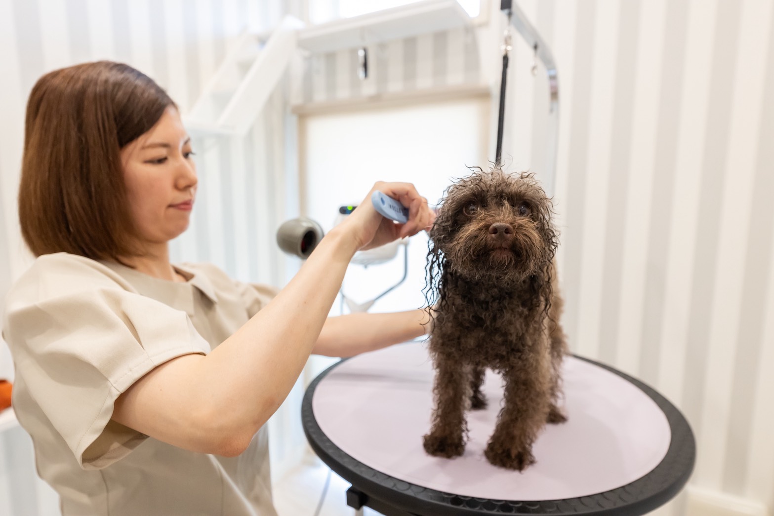 Dog & Cat Salon Douceでトリミングを受ける犬
